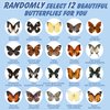 12 Pcs Real Butterfly Specimen - Taxidermy Butterfly DIY Creative Production, Taxidermy Animals for Framed Butterfly Shadow Box (Random)