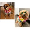 3 Pieces Pet Dog Hawaiian Costume, Includes Cool T-Shirts Summer Clothes, Funny Cute Retro Fashion Sunglasses and a Colorful Wreath for Small to Medium Dog (Green Series)
