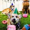 DoreenBow 5 Pack Dog Birthday Toys for Small Dogs Birthday Cake Squeaky Dog Toy Chew Toys Puppy Teething Toys Plush Birthday Box Gift for Dogs