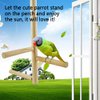 Parakeet Perch,Bird Natural Wood Stand,Parrot Cage Top Wooden Branches for Standing,Toys for Small Medium Parrots Conure Budgie Lovebirds