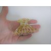 Golden yellow, pink, white clear marbled hair claw clip medium fine hair