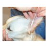 H3D Bamboo Stick Cotton Buds for Cleaning Dog's Ear Triple (50 Pack), Small/Medium