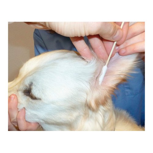 H3D Bamboo Stick Cotton Buds for Cleaning Dog's Ear Triple (50 Pack), Small/Medium