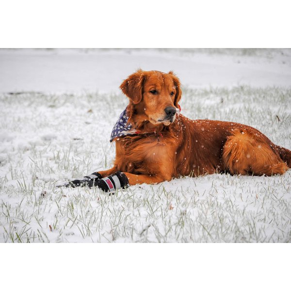 All Weather Neoprene Paw Protector Dog Boots with Reflective Straps in 5 Sizes! (Black Medium)