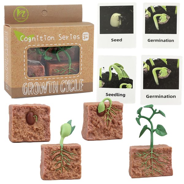 Mbrain 4 pcs Plant Growth Cycle with Flash Cards,Life Cycle Learning & Education Toys,Montessori Toys,Gift for Girl & Boy for 3 4 5 6 7 Year Old (Plant)