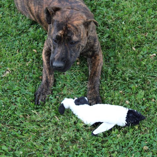 SPOT Skinneeez Stuffing Free Arctic Animal Dog Toy - With Squeaker in Head and Tail, Stuffingless Design is Great for Moderate Chewers, Tug Toy for Small Puppies & Dogs - 15in, Assorted Styles, 1 Toy