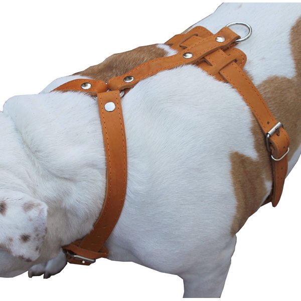 Genuine Leather Dog Harness, 33"-41" Chest, 1" Wide Straps Newfoundland, Great Dane