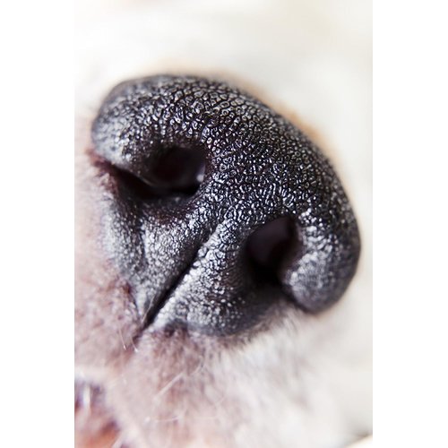 for Canon EOS Rebel T3 10x High Definition 2 Element Close-Up (Macro) Lens (67mm)