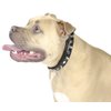 Derby Dog Designer Series USA Leather Spikes and Diamond Padded Dog Collar, 12"