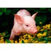 Lucky Pig -Animals- 3D Postcard Greeting Cards