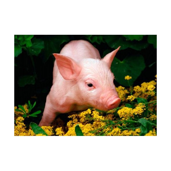 Lucky Pig -Animals- 3D Postcard Greeting Cards