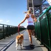 EzyDog Road Running Best Hands-Free Walking, Jogging, and Running Zero Shock Bungee Dog Leash - Reflective Stitching and Adjustable Waist Belt - Provides Superior Comfort, Safety, Control (Black)