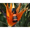 Plantlife Balance Aromatherapy Essential Oil Blend - Straight from The Plant 100% Pure Therapeutic Grade - No Additives or Fillers - Made in California 10 ml