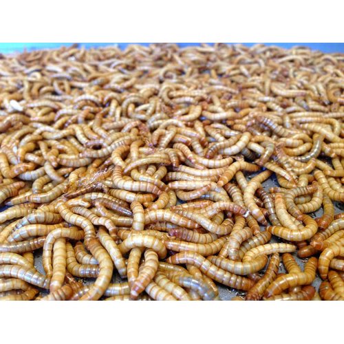 Giant Mealworms Live 100 for Reptile, Birds, Chickens, Fish Food by Abdragons