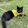 BINGPET Cat Harness with Leash Escape Proof - Fashionable Mesh Cat Dog Walking Harness Leads, Adjustable for Kitties Puppies Small Animals