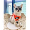Travel Cat & Stray Cat Harness and Leash Set - Adjustable Fit Mesh Cat Harness and Reflective Strap - Comfort Escape Proof Harness for Cats, Kitten for Outdoor Walking, Hiking (Small, Orange)