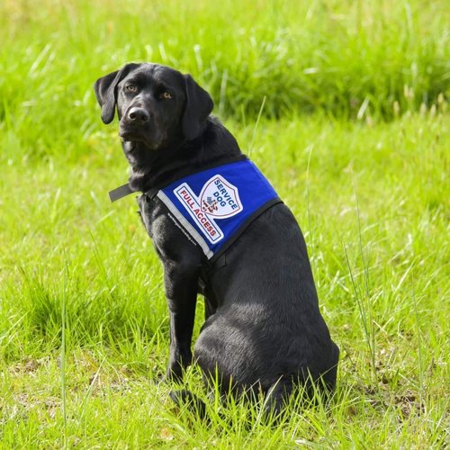 Complete Service Dog Vest with Exclusive Patch, ID Badge and Zipper Pocket (29" - 35" Girth (M), Blue) - Includes a complimentary 5 Pack of Service Dog Law Cards