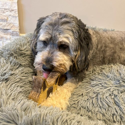 SPOT Dura-Fused Chunkies Raccoon - All Natural Leather and Felt Dog Toy - No Squeak, No Fluff, Durable, Extra Thick Dog Chew Toy for Aggressive Chewers, Great for Adult Dogs and Teething Puppies, 5in