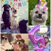 POSAPET Crown Dog Birthday Hat Girl Reusable Doggie Birthday Party Hat with Numbers Puppy Birthday Crown Hats for Dogs Cats Kitten Headband Hats Pink