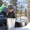 Maple Syrup Tapping Kit, Upgrade Maple Taps Set Include (15) Maple Syrup Taps, 1 Maple Tap Drill Bit, Maple Tree Tapping Kit for Experts or Beginners (15 Set)