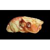 IFiDEA Animal Heavenly Body Gecko Rhacodactylus Ciliatus - Crested Gecko (Red Cream) Chubby Collectible Figurine Statue Handcrafted Amphibian