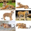 Toymany 6PCS Realistic Tigers Figurines with Tiger Cubs, 2-6" Jungle Animals Figures Family Set, Educational Toy Cake Toppers Christmas Birthday Gift for Kids Toddlers