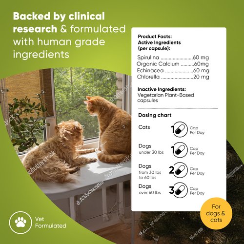 Rooted Owl Blood Support - Immunity, Recovery and Iron Supplement for Dogs & Cats - Anemia Support with Spirulina and Chlorella - 60/ct Vegan Capsules