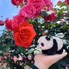 CoPlanaire Flower Panda Mini Building Blocks, 983 PCS Micro Animal Building Toy Bricks for Girls Boys and Adults