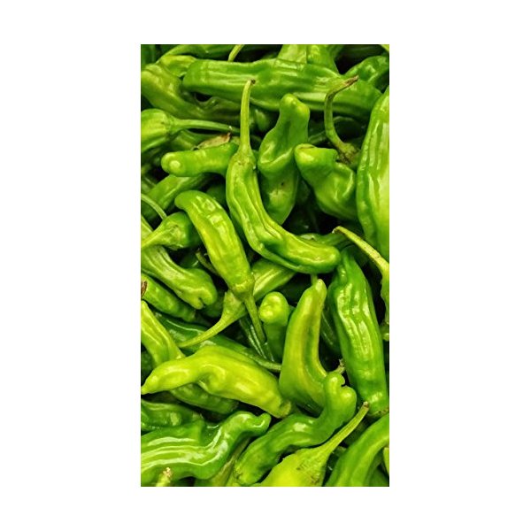 Fresh Shishito Chili Peppers 2 lbs.