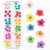 3D Nail Dried Flowers Sticker Set CHANGAR Real Dried Flowers for Nail Art & Resin Craft DIY Five Petal Flower Leaf Gypsophila Dry Flower Nail Art Decoration Kits(2 Boxes)