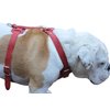 Genuine Leather Dog Harness, 29"-37" Chest, 1" Wide Straps, Doberman, Pitbull, Bullterrier