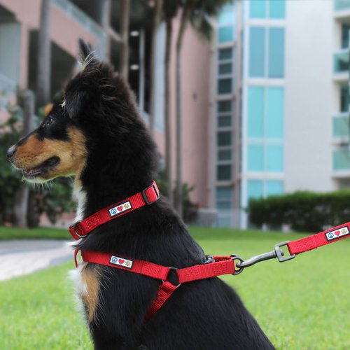 Pawtitas Solid Color Step in Dog Harness or Vest Harness Dog Training Walking of Your Puppy Harness Small Dog Harness Black Dog Harness