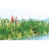 Walthers SceneMaster HO Scale Cattails (Water Plants) Kit (Makes 60 Plants)