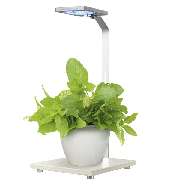 Penn-Plax Eco-Grow Decorative Plant LED Light and Stand – Great for Kitchen Herb Gardens, Houseplants, and Terrarium Bowls – Adjustable Height & Wood-Toned Base