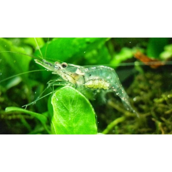 Live Ghost Shrimp Live Freshwater Ghost Shrimp Live Glass Shrimp Live Grass Shrimp (Family of 10 Without Ice Pack (No DOA))
