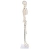 Alikeke Anatomy Lab Human Skeleton Model, 8" Mini Skeleton Replica Mounted to Base for Display, with Removable Skull Cap, Movable Arms and Legs, and Details of Human Bones