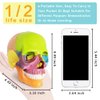 2024 New Anatomy Skull Model 15 Parts Human Anatomy Exploded Skull Detachable Palm-Sized Mini Human Color Medical Skull Model,Medical Dental Clinic Teaching Equipment,Learning with Color Study Manual