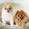Pibupibu Retro Oval Small Dogs Cats Eye Wear Party Favors Pet Sunglasses Set Cute Funny Cosplay Dolls Costume Photo Props
