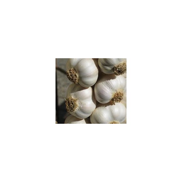Fresh Garlic / Lasan - 1lb