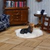 iLAND Miniature Dollhouse Furniture on 1 12 Scale, Dollhouse Chair & Table & Bookshelf & Rug (Classic 4pcs)
