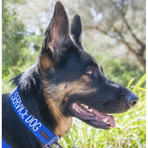 Service Dog Blue Color Coded S-M L-XL Buckle Dog Collar (Do Not Disturb) Prevents Accidents by Warning Others of Your Dog in Advance (L-XL Collar 15-25" Lx1.5 W)