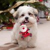 Rypet Pet Christmas Toy Dog Stuffed Squeaky Toys Puppy Durable Plush Toy Santa Dog Toy for Medium Small Dogs