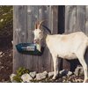 Goat Feeder, Hanging Duck Chicken Feeder, Fence Feed Trough, Goose Waterer Trough with Clips, Goat Supplies, 4.5 Quart, 2 Pack (Appearance Patent Product)