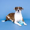 Fringe Studio "Having A Ball Blue Rubber Dog Toy, Pet Shop Collection (518021)