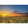 Funnybox Sunflowers in The Fields at Sunset-Wooden Jigsaw Puzzles 1000 Piece for Teens and Family