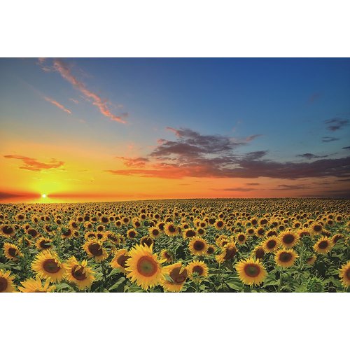 Funnybox Sunflowers in The Fields at Sunset-Wooden Jigsaw Puzzles 1000 Piece for Teens and Family