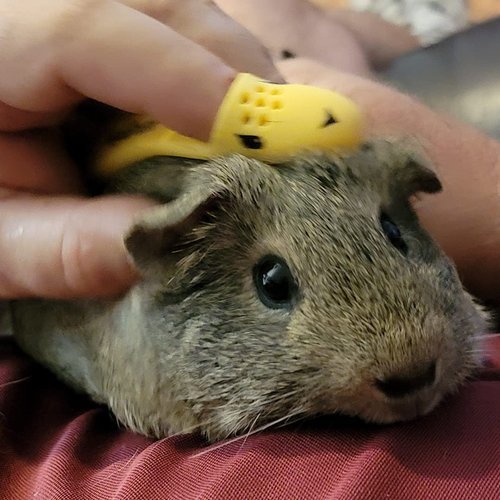 Huggle Brush HuggleBrush Original Yellow Guinea Pig Brush, Rabbit Small Pet Grooming, De-shedding, Bonding