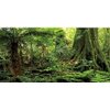 AWERT 72x24 inches Forest Terrarium Background Stone Green Huge Tree Reptile Habitat Background Tropical Rainforest Aquarium Background Durable Polyester Background