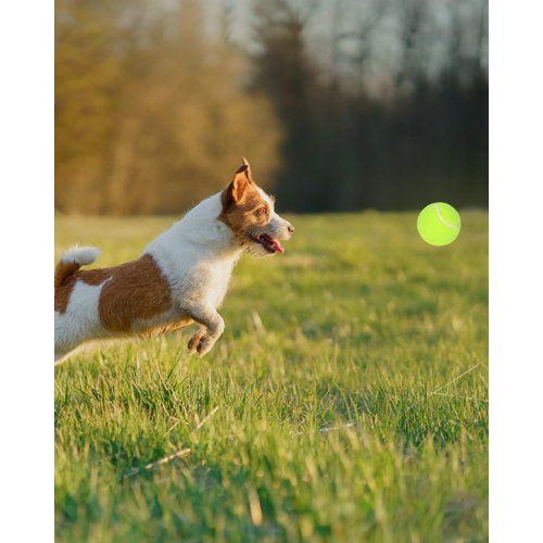 SARIEN Tennis Balls for Dogs, 2-Inch Size, Compatible with Most Automatic Ball Launchers idea for Small Dogs(12 Balls only)