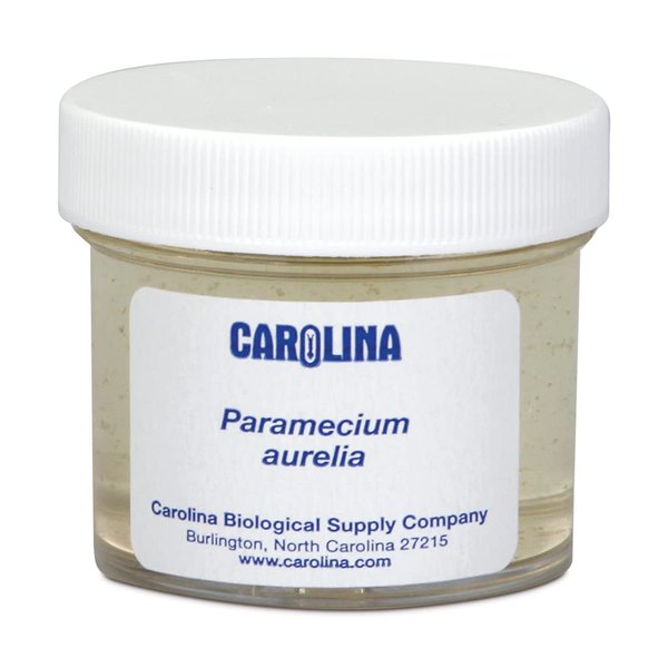 Carolina Paramecium, Living – Ciliate Culture With Macronucleus & Micronuclei | Ideal For Microscopy & Protozoan Studies | Includes Enough For 30 Students